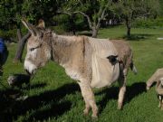 burro y cordero